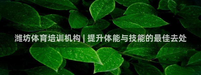 焦点娱乐如何注册账号登录：潍坊体育培训机构 | 提升